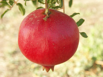 Pomegranate Parfianka